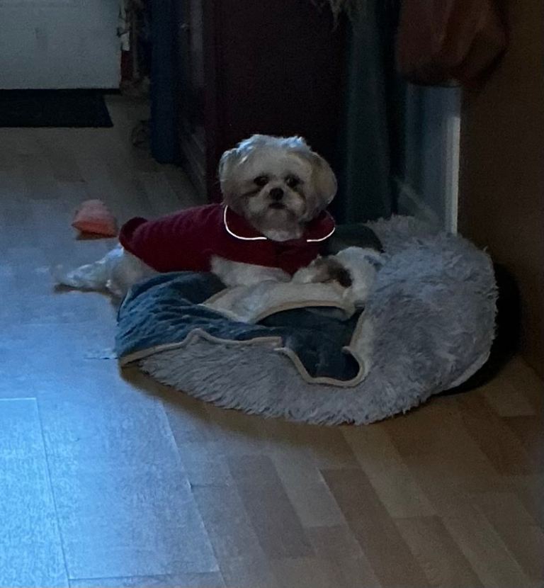 Stunning Lhasa pup 8 weeks today…ready for his forever home 