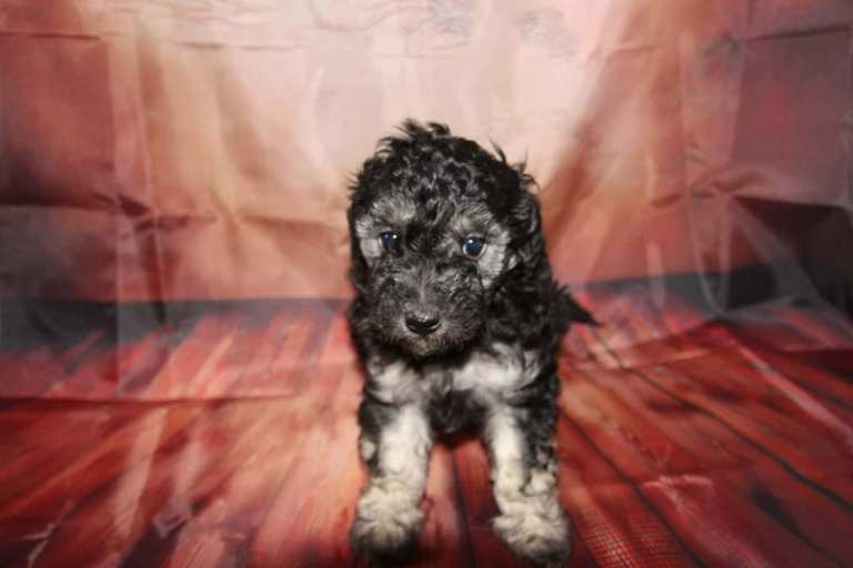 Toy Poodle Puppies