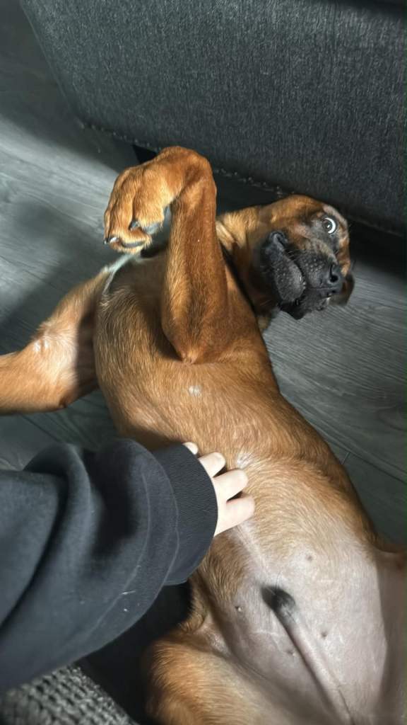 Rottweiler cross Belgium malinois 