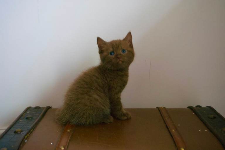 GCCF Registered British Shorthair Kittens
