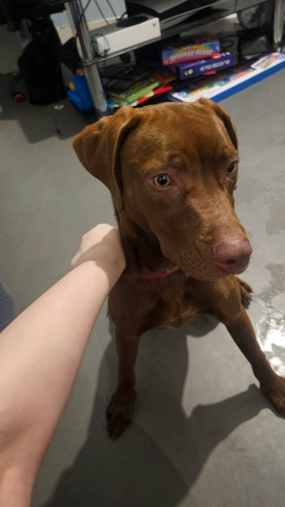 7 month old hungarian vizsla