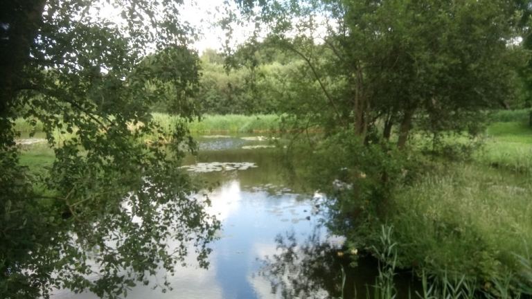 Koi pond fish rehoming rescue 