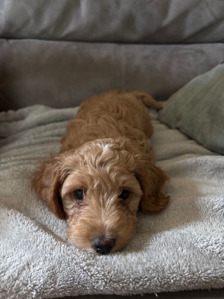 Cockapoo puppies 