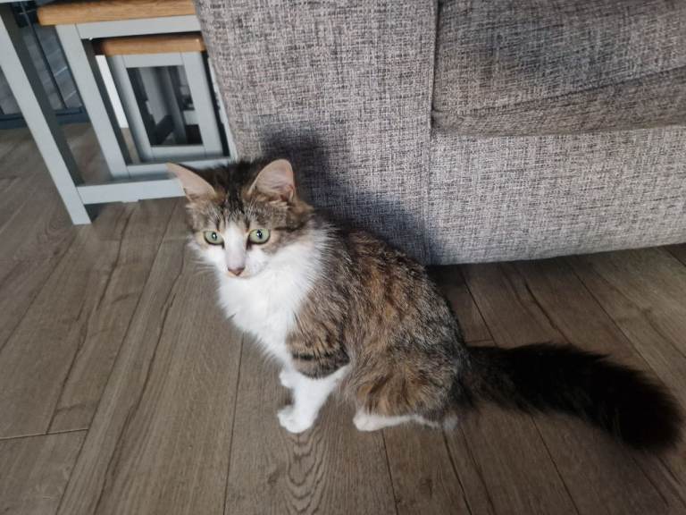 3 beautful kitten mum is half mainecoon