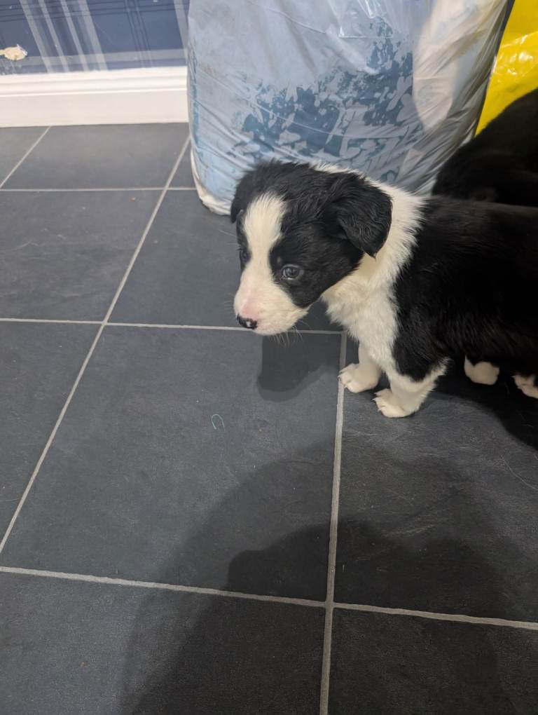 Collie puppies 