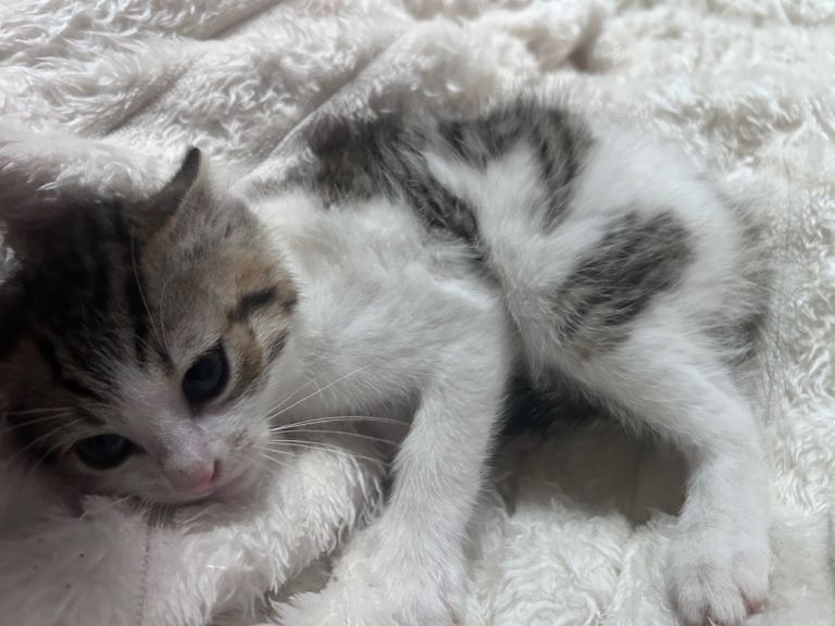 Kittens ready for their forever homes 