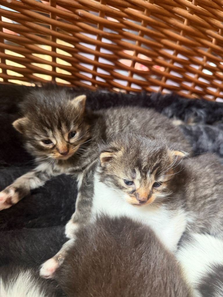 Maine coon/ ragdoll x long haired kittens x 5 