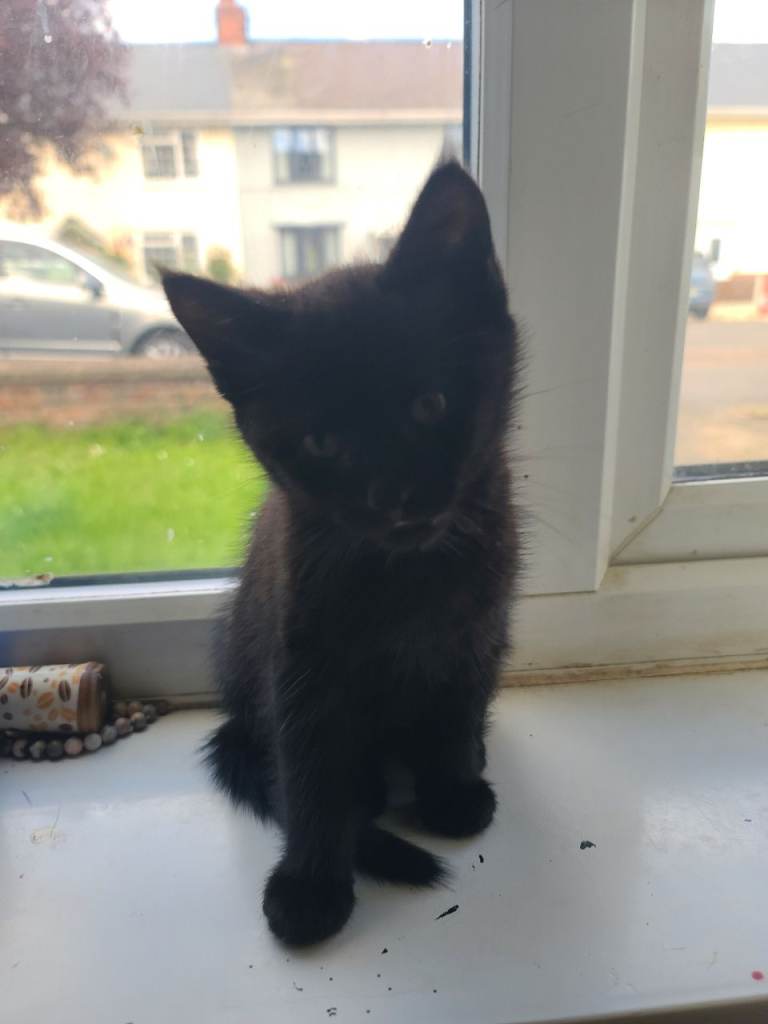 4 black kittens 