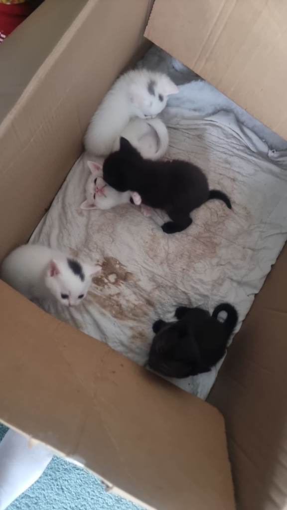 Two black kittens for sale no white