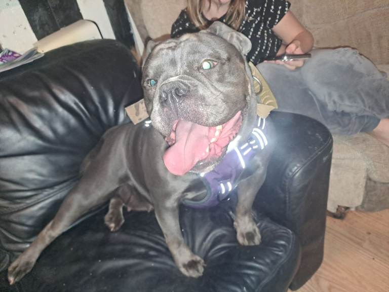 English Bulldog Bulldog