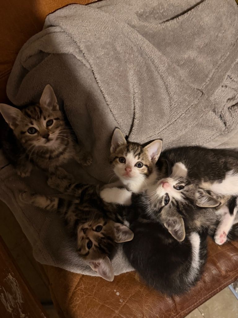 4 lovely boys need new homes!