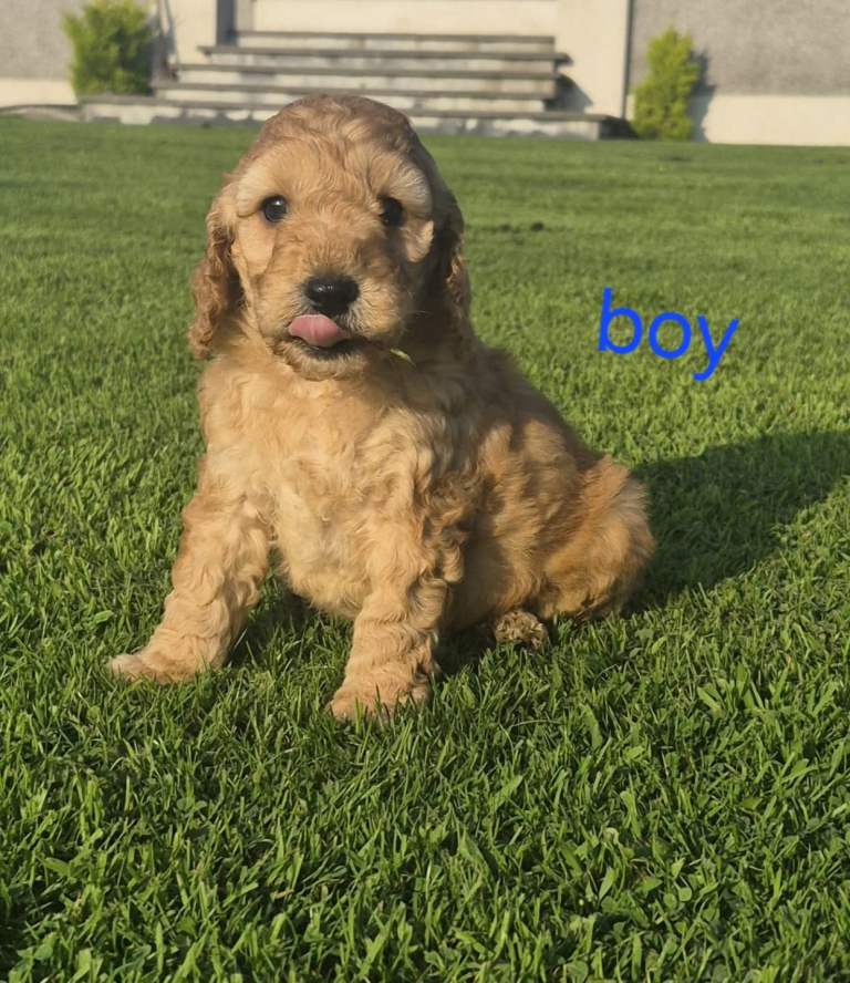 Beautiful coloured cockapoo pups £585