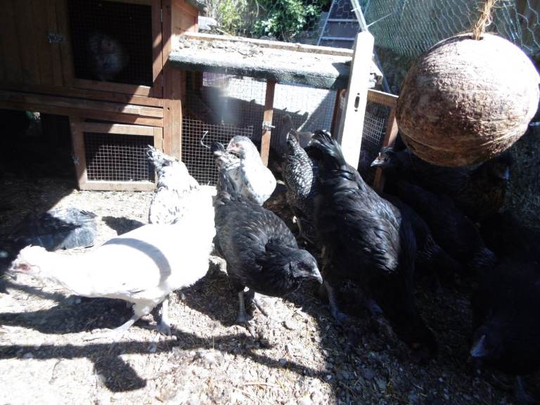 POL/PULLETS  CHICKENS LARGE BREEDS HENS LOTS OF COLOURS 