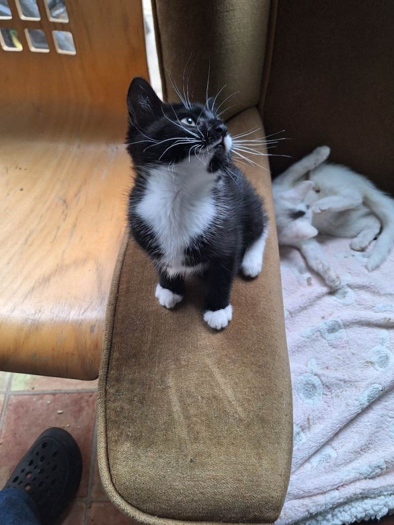 1 beautifull kitten