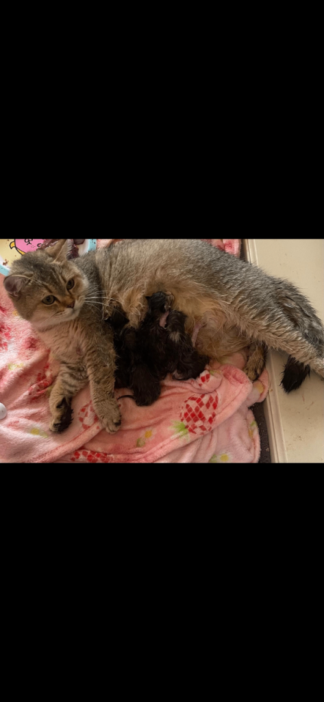 Pure British shorthair kittens available  5th generation 
