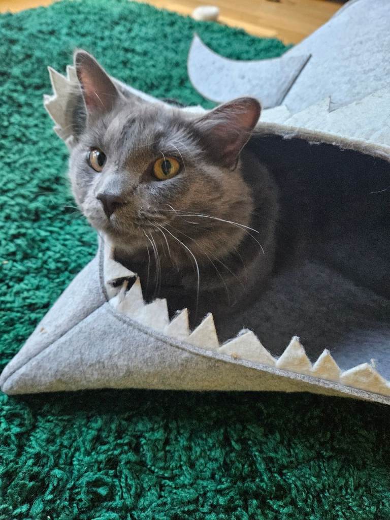 Part Maine Coon grey male cat