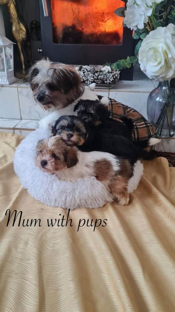 4 beautiful shorkie pups