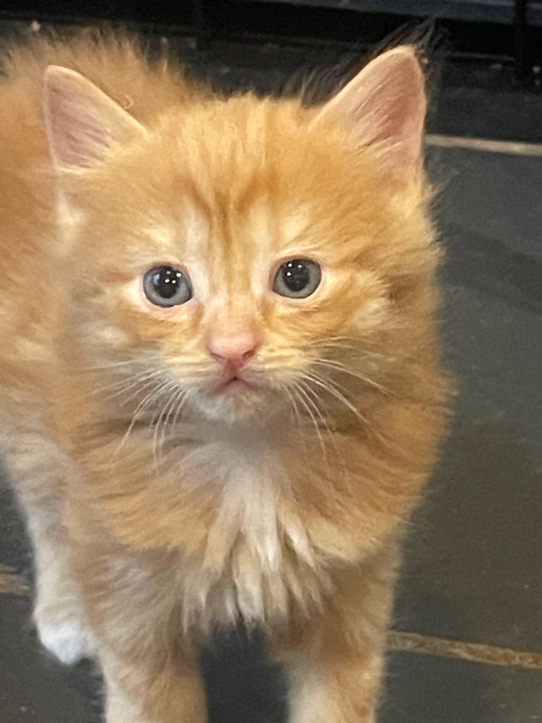 Gorgeous Fluffy and short haired kittens 