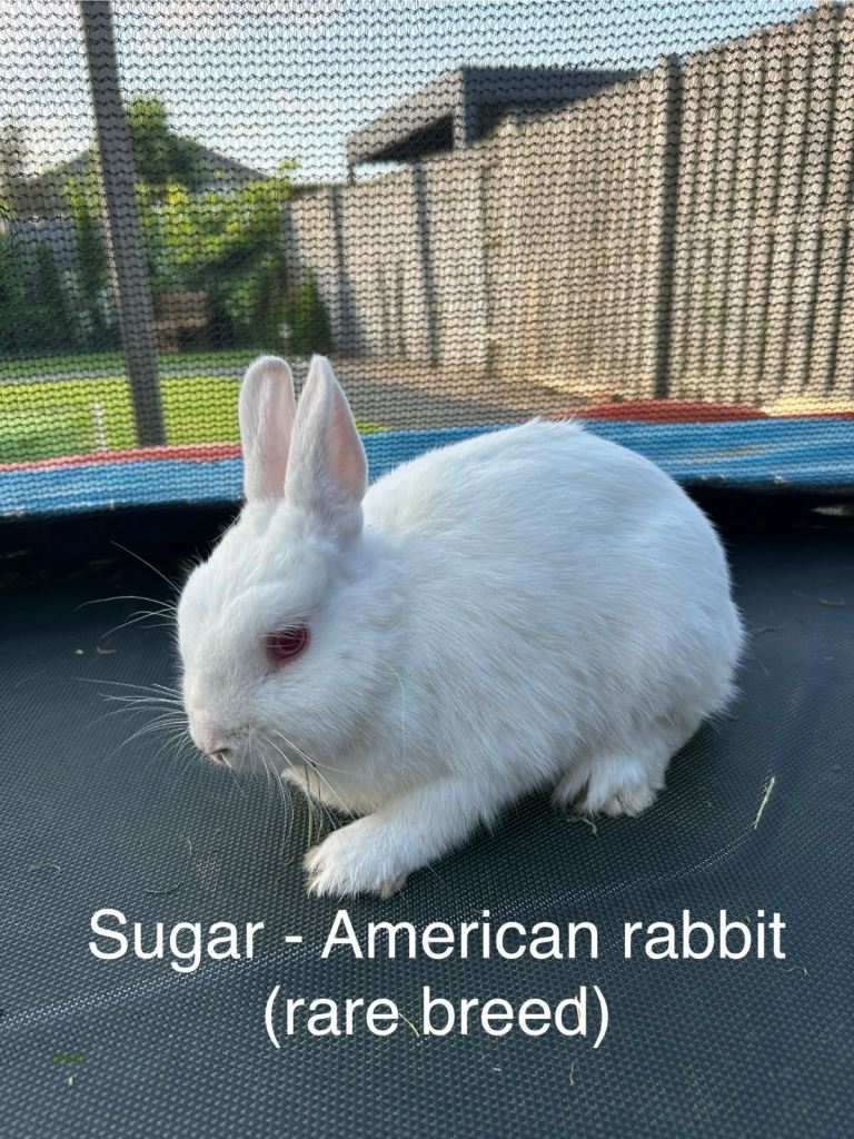 2 beautiful rabbits for sale