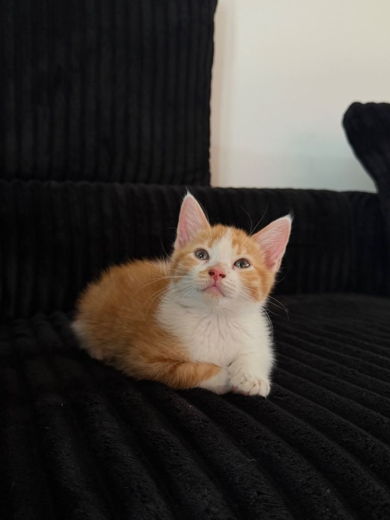 2 male Kittens for Rehoming 