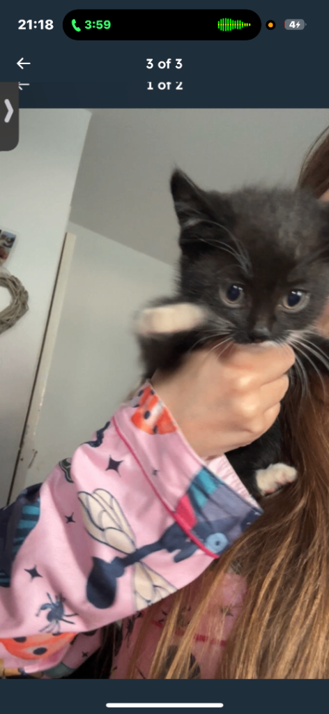 Kittens 