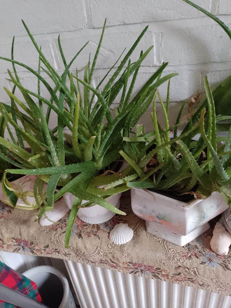 aloe vera and ml's tongue
