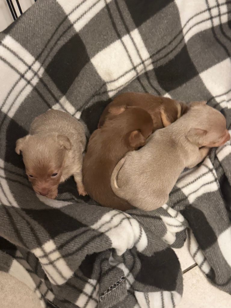 Stunning miniature Jack Russell puppies 