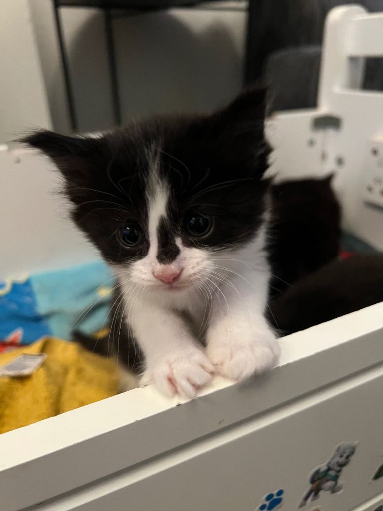 1 long haired kitten male 