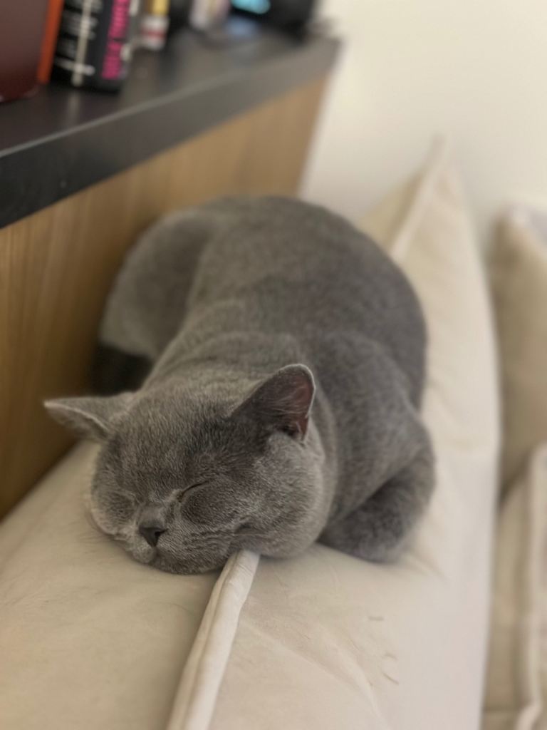 British Shorthair Kitten (Boy)