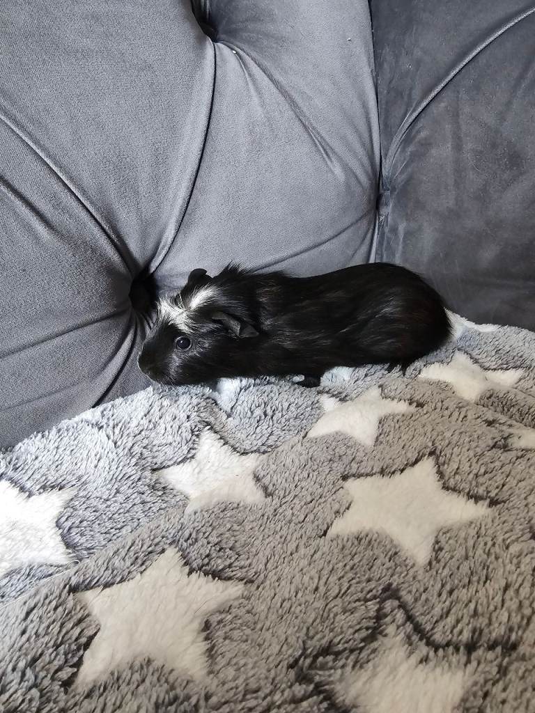 Male funky haired guinea pig 8 weeks old