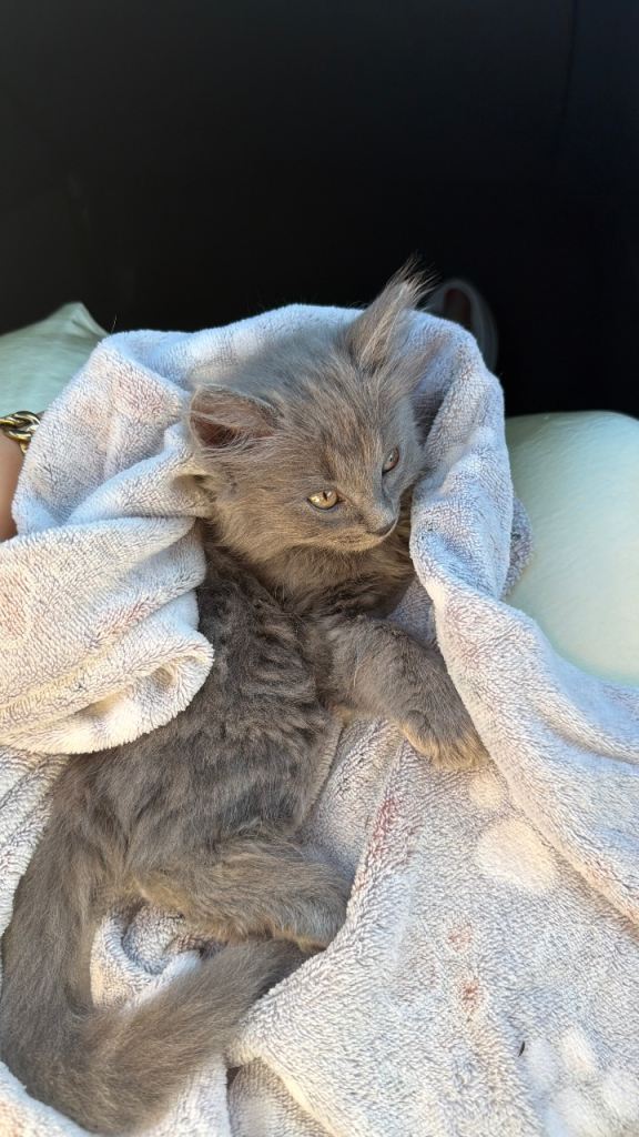 Grey Ragdoll