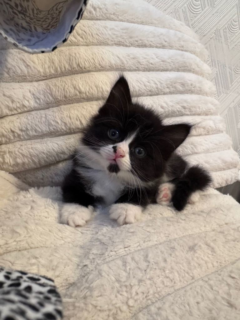Kittens 