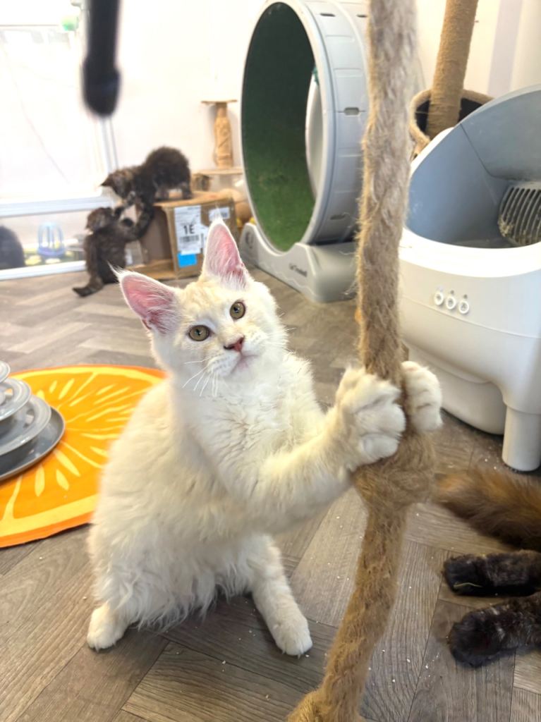 Maine coon kittens 