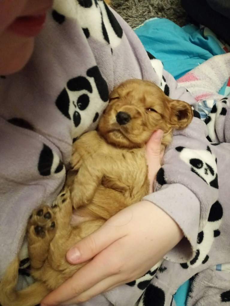 Cocker spaniel puppies