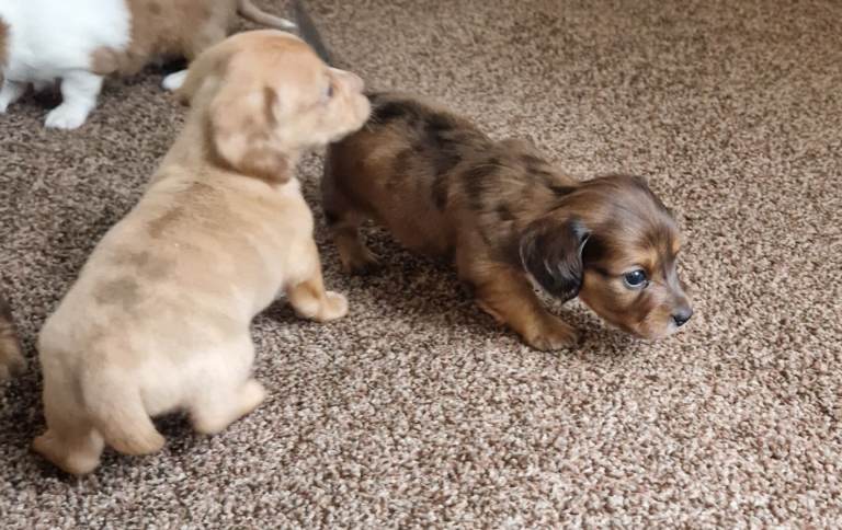 Longhaired miniature dachshund puppies