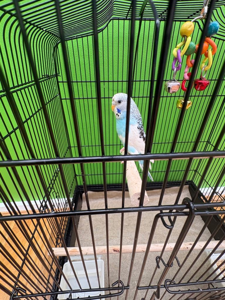 Young budgie for sale 