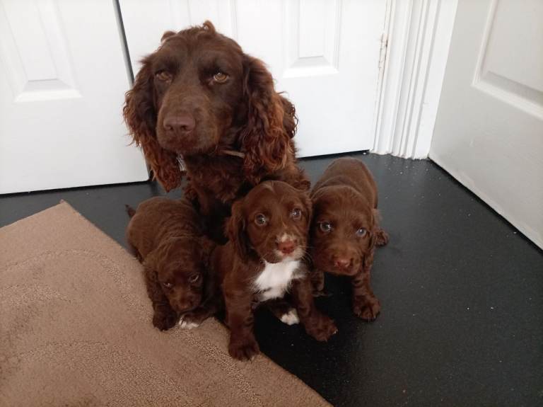 Cocker spaniel pups