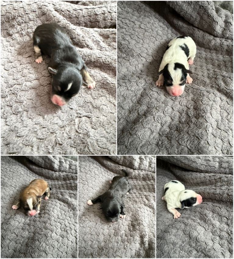 Bichon Frise x Yorkshire Terrier Puppies