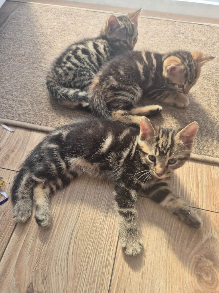 3 healthy kittens looking for new homes!