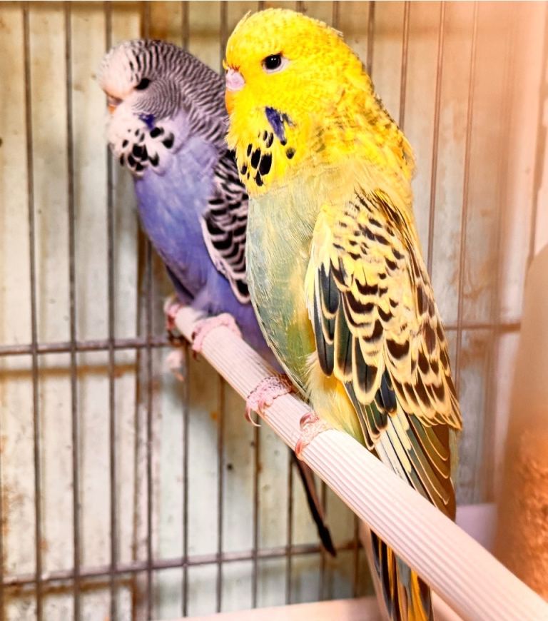 Budgies 
