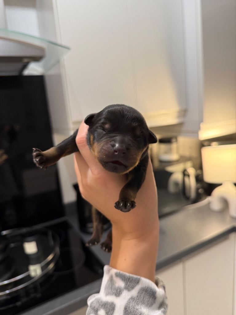 Chunky Rottweiler puppies 