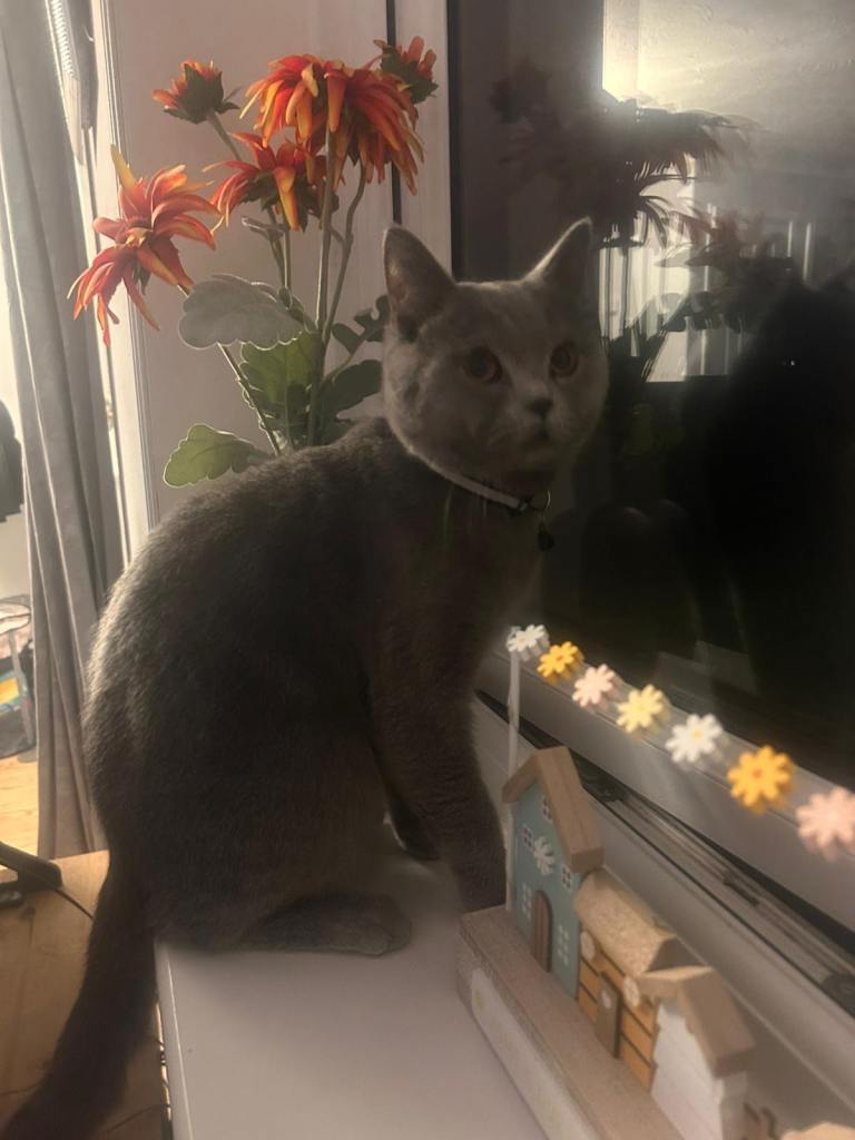 British Shorthair Available 💙