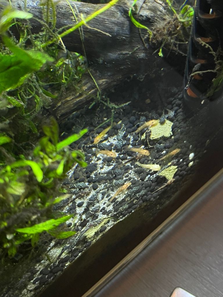 Bristlenose Plecos 