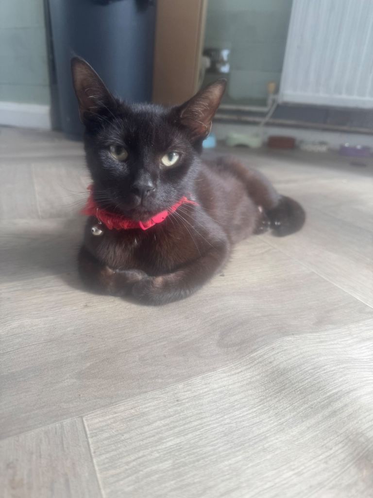 Kittens for sale £100