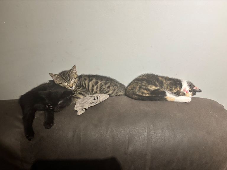 Kittens For Sale - 10 weeks old £150