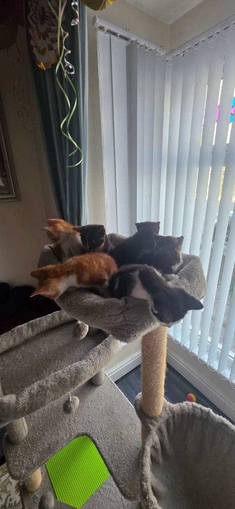 🐾 Beautiful Kittens Looking for Their Forever Homes 🐾