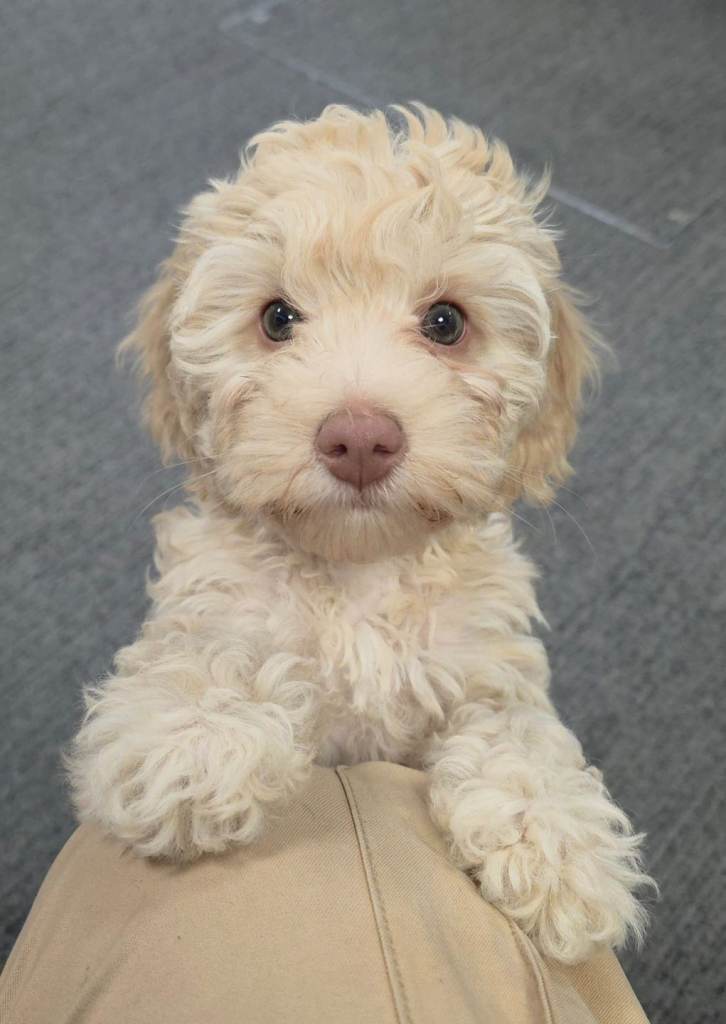 Cockapoo x toy poodle puppy 