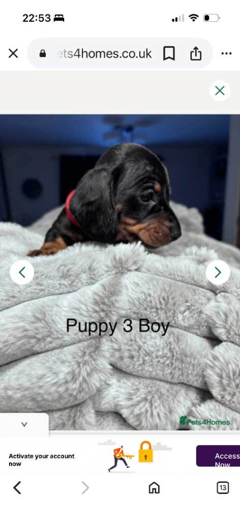 3 miniature dachshunds boys Boys 