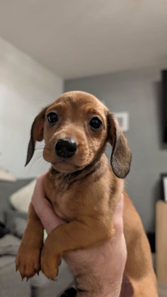 Dachshund puppies