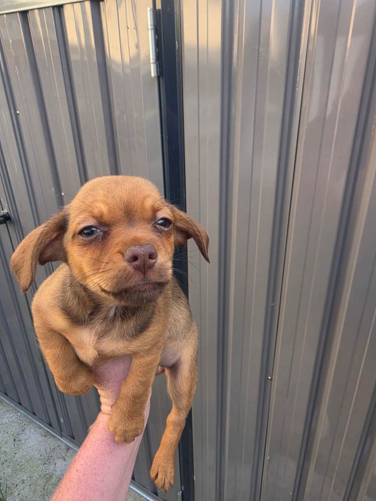 Chiweenie puppies